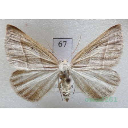 Petrophora chlorosata (Scopoli, 1763) Czech67